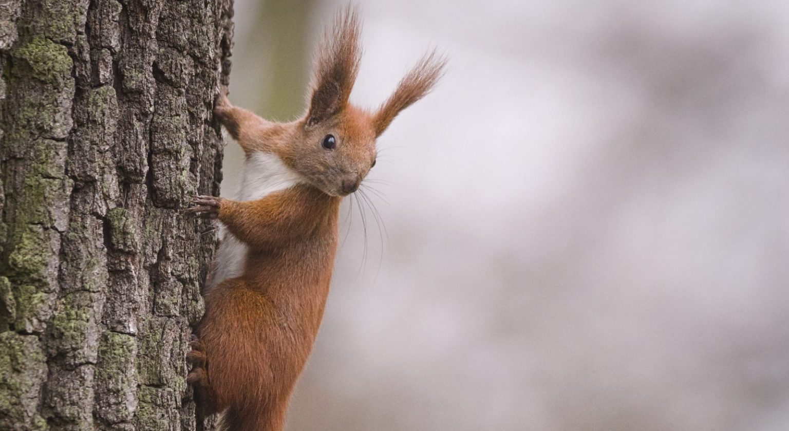 The Benefits of Woodland Creation - Greencroft Forest Park